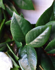 26" Faux White Camellia with Foliage Wreath