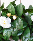 26" Faux White Camellia with Foliage Wreath
