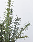 17"H Faux Rosemary Plant in Pot