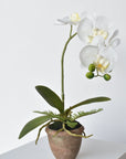 17" Faux Phalaenopsis Orchid in Terra Cotta Pot