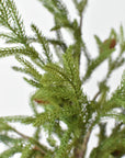 Detail of soft Norfolk pine needles and a natural pinecone on a wired stem