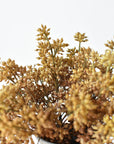 Close view of three faux beige sedum bundles mounded in a vase