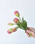 10" Faux Real Touch Pink/Yellow w/Green Stripe Tulip Stem Bundle