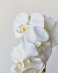 22" Faux Phalaenopsis Orchid in Blue/White Container - 1OR