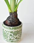 Close view of the bulb and moss detail in the green porcelain pot
