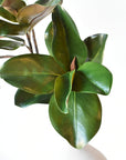40" Faux Magnolia Leaf Branch