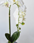 22" Faux Phalaenopsis Orchid in Blue/White Container - 1OR