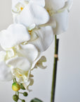 22" Faux Phalaenopsis Orchid in Blue/White Container - 1OR