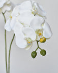 20" Faux Phalaenopsis Orchid in Blue/White Container - 2OR