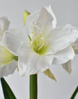 Faux white amaryllis with bulb shown from a second angle