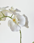 20" Faux Phalaenopsis Orchid in Blue/White Container - 2OR
