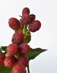 12" Faux Raspberry Stem Bundle