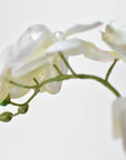 20" Faux Phalaenopsis Orchid in Blue/White Container - 2OR