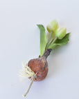 8" Faux Real Touch White Tulips in Bulb w/pick