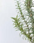 24" Faux Rosemary Bush