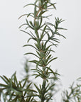 24" Faux Rosemary Bush