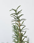 24" Faux Rosemary Bush