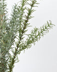 24" Faux Rosemary Bush