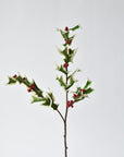 White edged holly leaves with a waxy finish and red berries