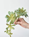 11.5" Faux Trailing Soft Aeonium Spray Stem