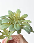 11.5" Faux Trailing Soft Aeonium Spray Stem