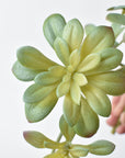 11.5" Faux Trailing Soft Aeonium Spray Stem