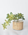 11.5" Faux Trailing Soft Aeonium Spray Stem