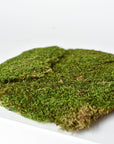 Preserved Sheet Moss, 8" x 9" piece