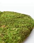Preserved Sheet Moss, 8" x 9" piece
