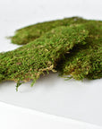 Preserved Sheet Moss, 8" x 9" piece