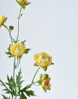 22" Faux Mini Yellow Ranunculus Stem