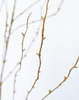 40" Faux Light Brown Twig Branch Stem