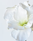 29" Faux White Amaryllis Stem