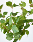 17" Faux Greenery Bush