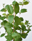 17" Faux Greenery Bush