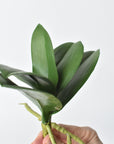 9" Faux Phalaenopsis Leaf w/Root Stem