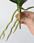 9" Faux Phalaenopsis Leaf w/Root Stem