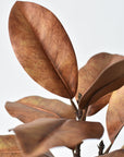 21" Faux Magnolia Leaf Stem : Tobacco