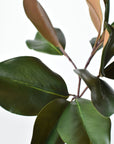 16.5" Faux Magnolia Leaf Stem