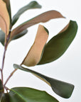 16.5" Faux Magnolia Leaf Stem