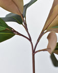16.5" Faux Magnolia Leaf Stem