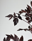 31" Faux Cimicifunga Ramosa Stem: Plum
