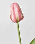 Pink tulip on a light gray background