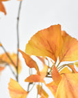 Faux yellow ginkgo leaf stem with 70 plus leaves for a tall urn