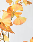 Ginkgo leaves measuring 2 to 3.25 inches wide, colored on both sides