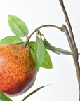 38" Faux Pomegranate Fruit Branch