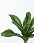 7" Faux Sanseveria Succulent Stem