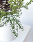 13" Iced Pinecone and Pine in White Ceramic Vase