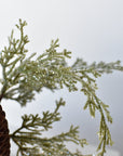 11" Faux Iced + Glittered Cypress Stems w/Pinecones in Container with Red Velvet Bow