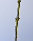 19" Faux Hydrangea Stem Shades of Green